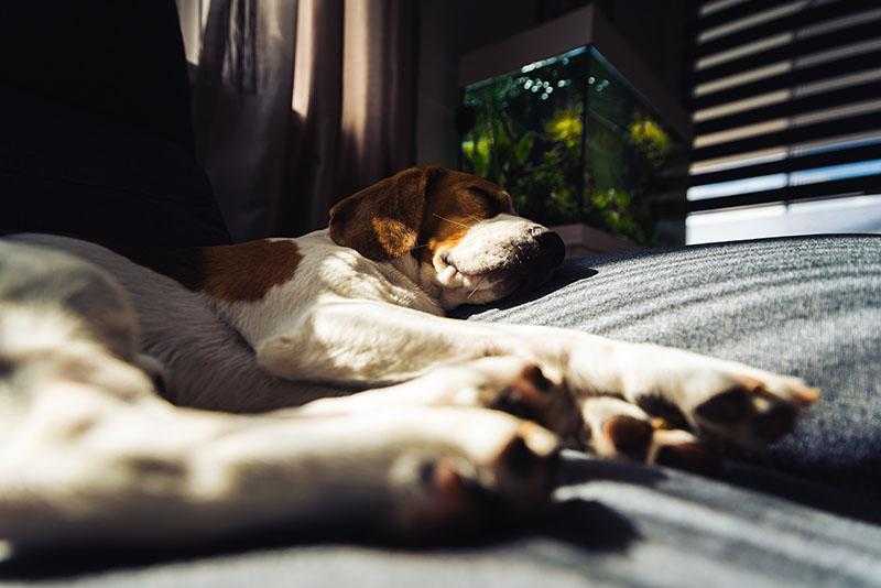 Protect Your Dog from the Flu – How to Keep Them Safe and Healthy
