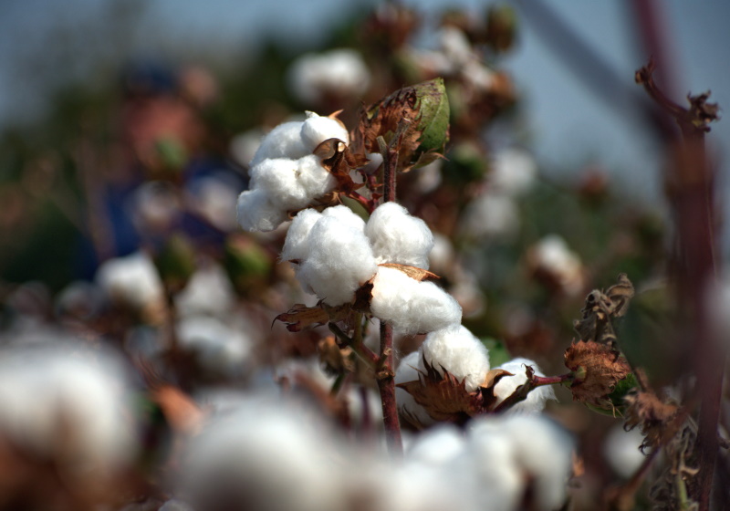 Cotton standards ‘can boost sustainability’