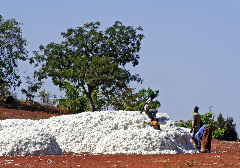 Turkmenistan urged to end cotton forced labour